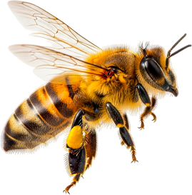 Guadalajara sabe a miel