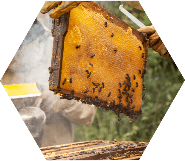 Guadalajara sabe a miel