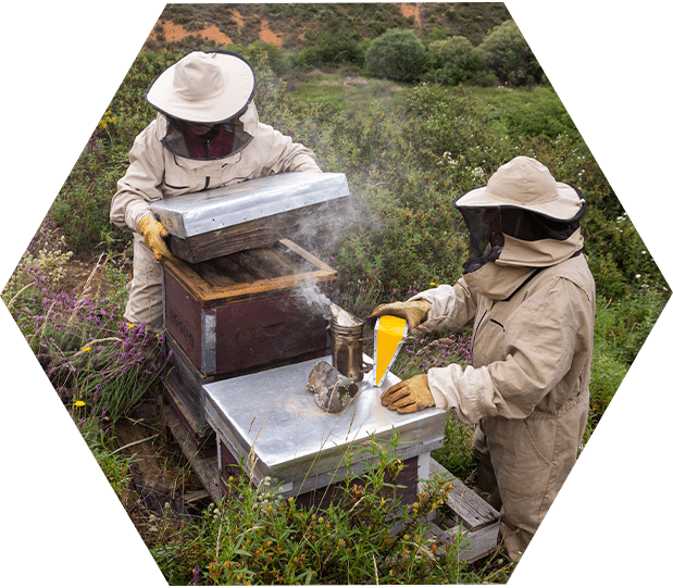 Guadalajara sabe a miel