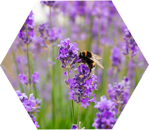 Guadalajara sabe a miel